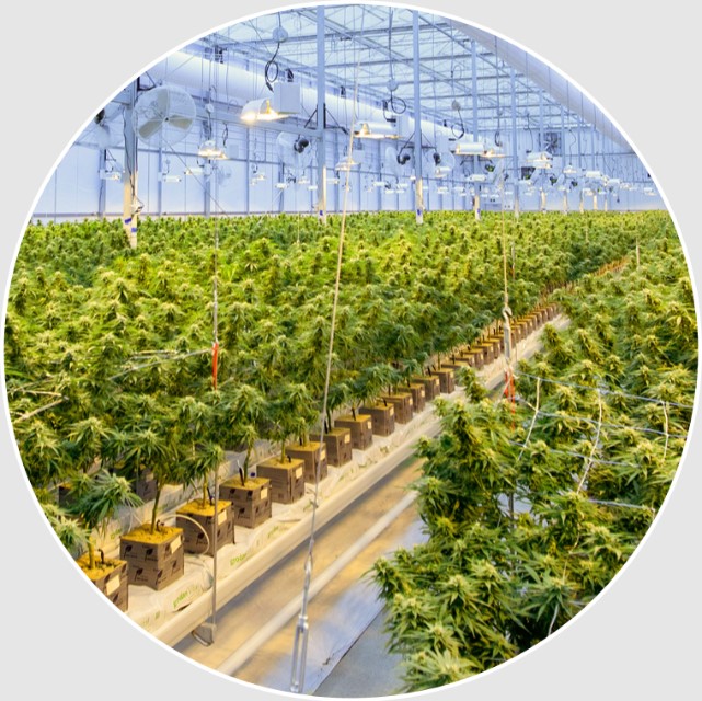 photo of delta munchies cannabis indoor farm