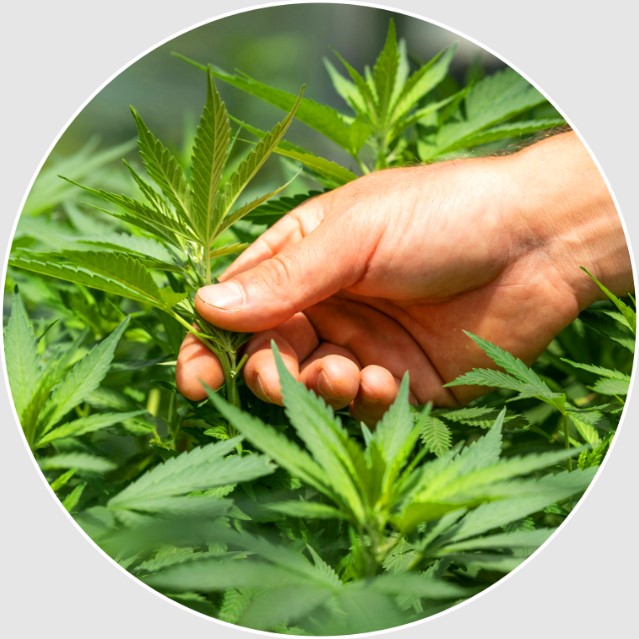 A photo of a hand holding cannabis young plant